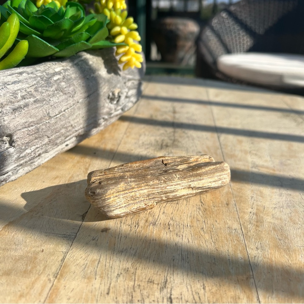 Natural Petrified Wood Specimen Fossilized Wood Display Stone Nature Collectible